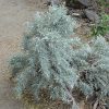 Tall Western Sage Brush #1 - Image 2